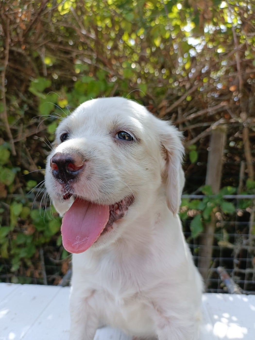 CHIOT 3