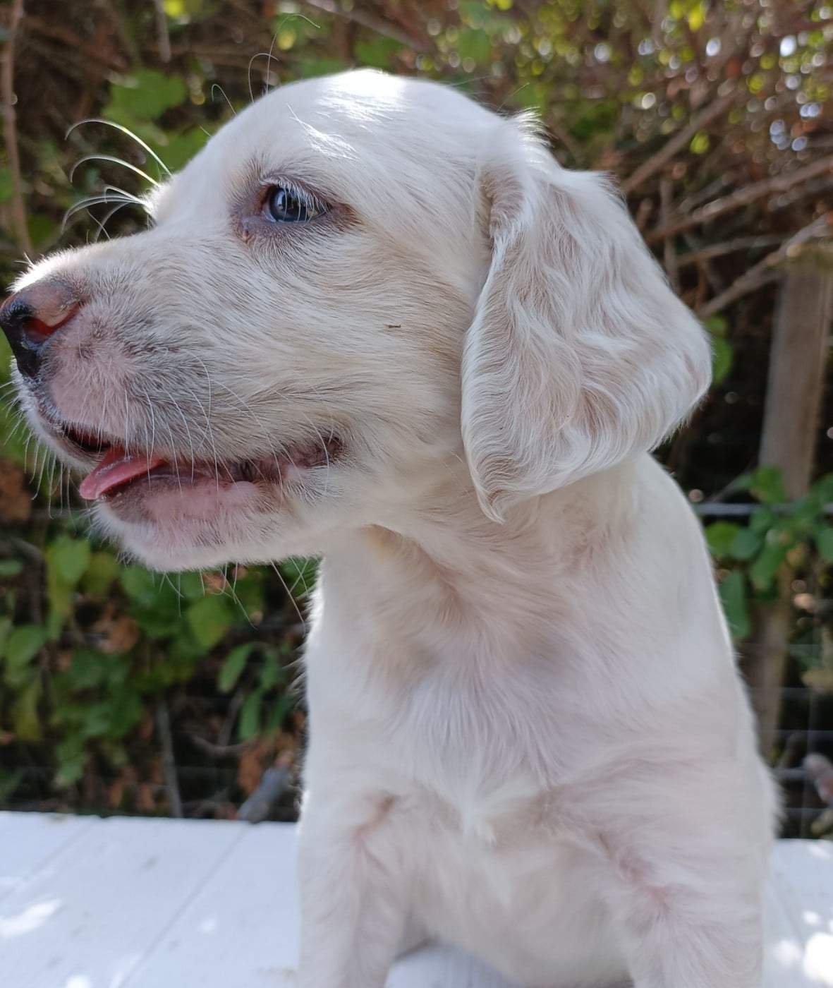 CHIOT 3
