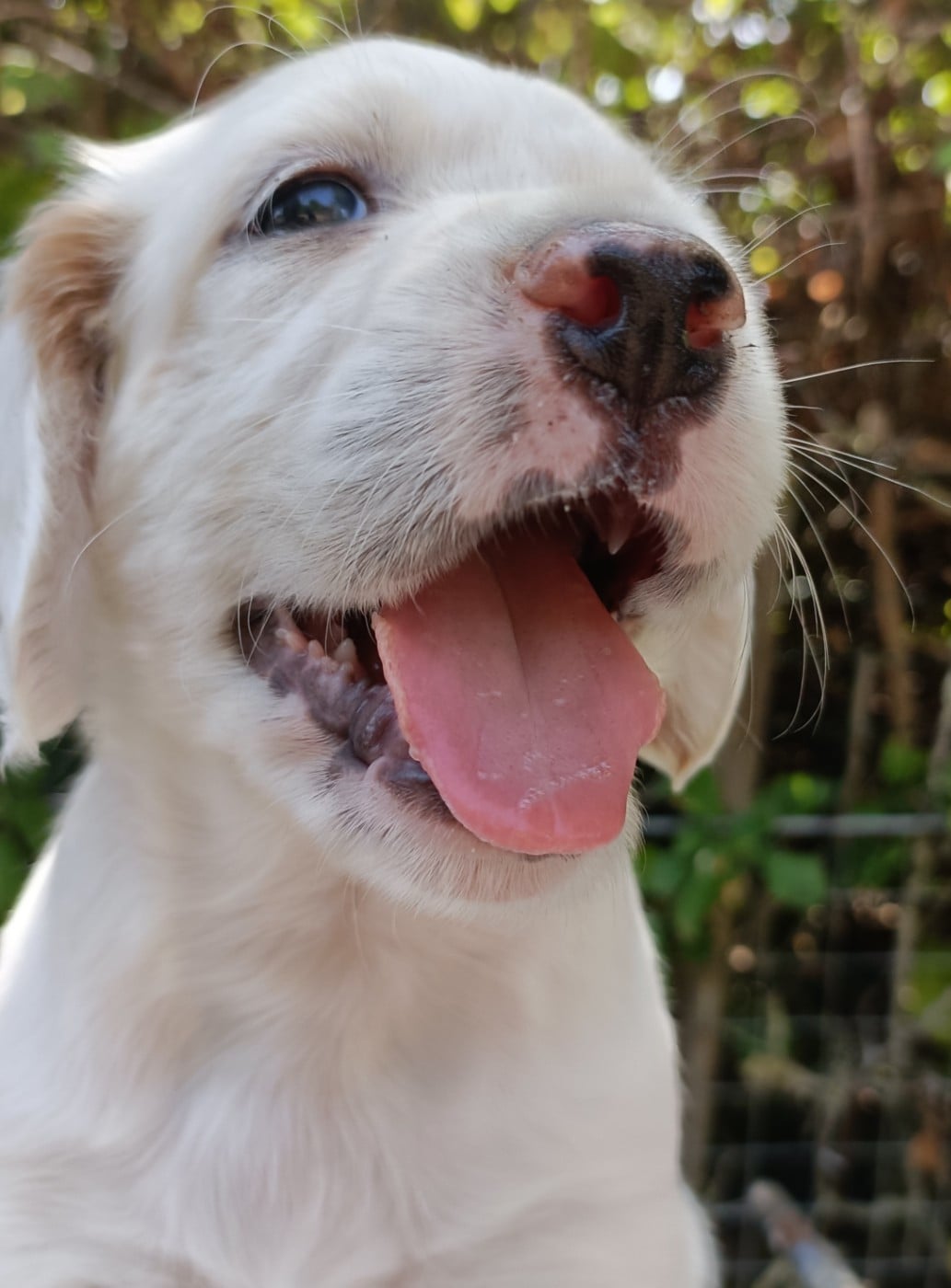 CHIOT 3