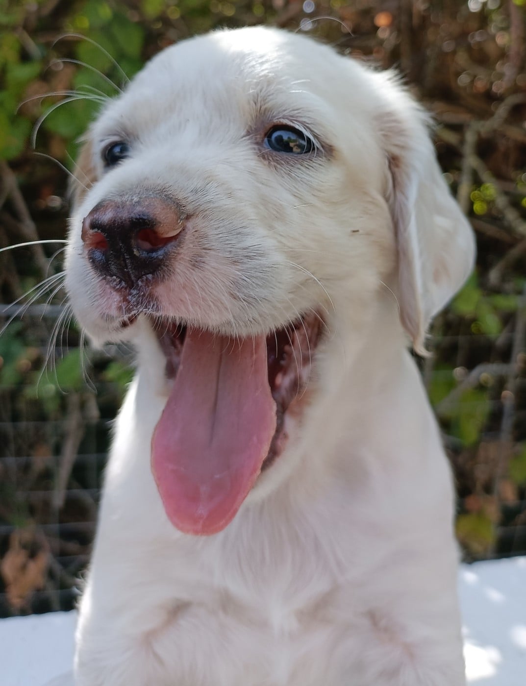 CHIOT 3