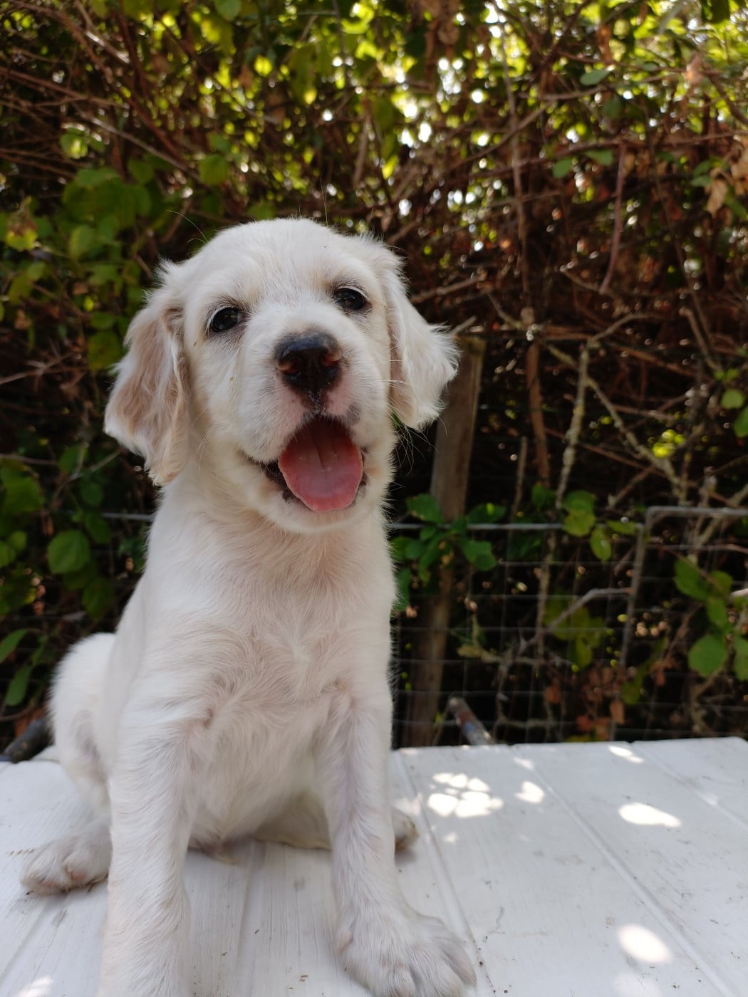 CHIOT 4