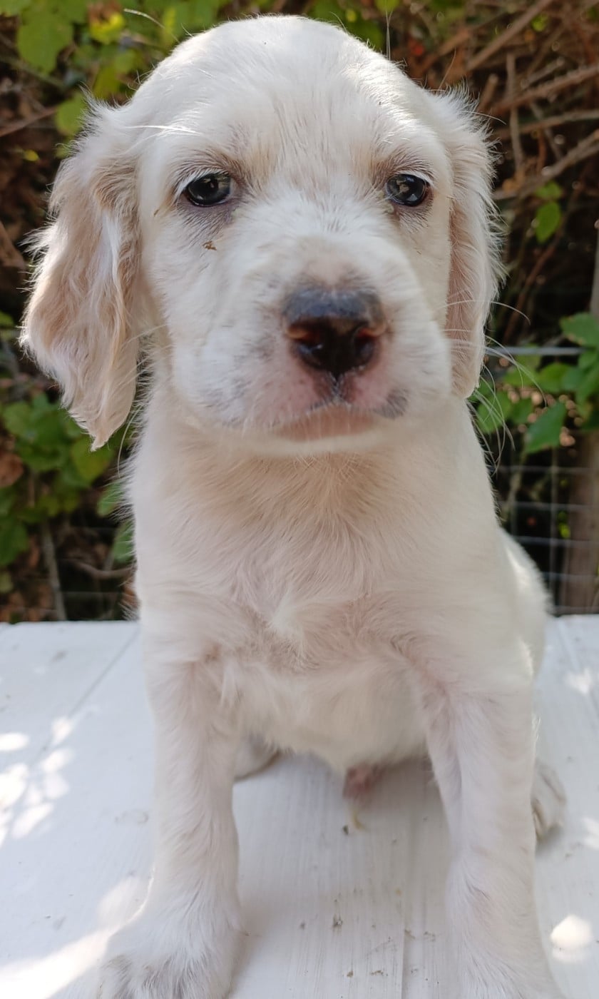 CHIOT 4