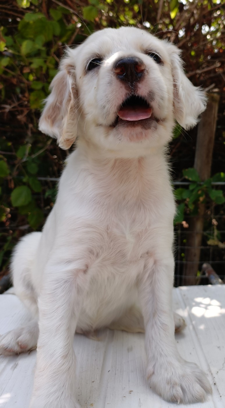 CHIOT 4