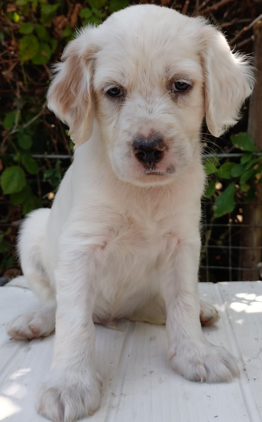 CHIOT 4