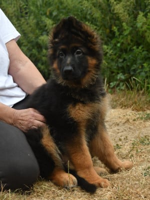 Les chiots de Berger Allemand Poil Long
