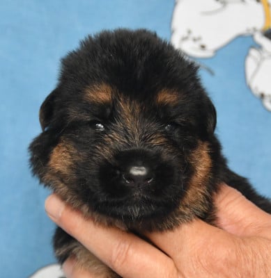 Les chiots de Berger Allemand