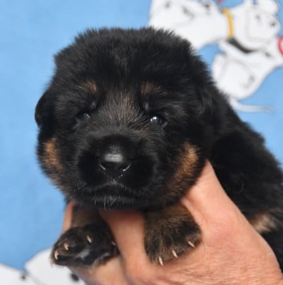 Les chiots de Berger Allemand