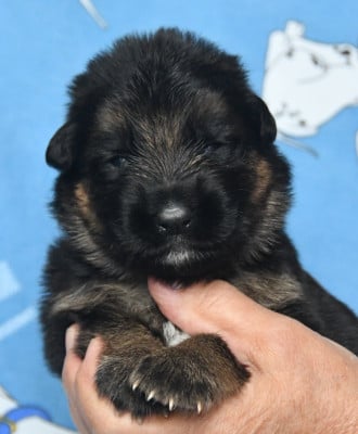 Les chiots de Berger Allemand