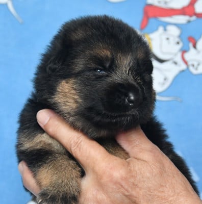 Les chiots de Berger Allemand