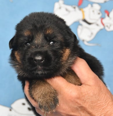 Les chiots de Berger Allemand