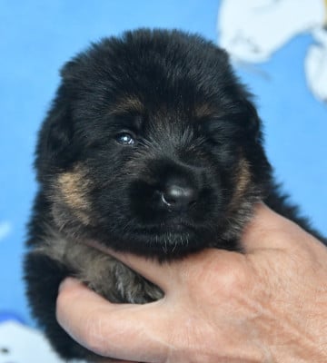 Les chiots de Berger Allemand
