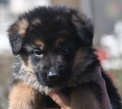 Les chiots de Berger Allemand