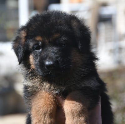 Les chiots de Berger Allemand