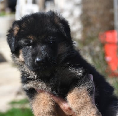 Les chiots de Berger Allemand