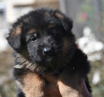 Les chiots de Berger Allemand
