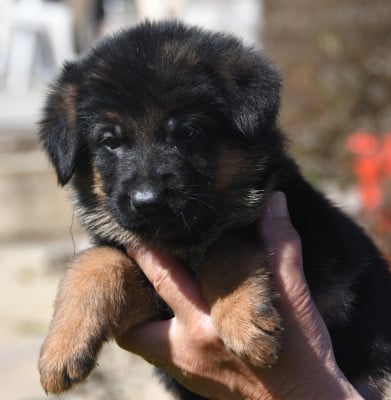 Les chiots de Berger Allemand