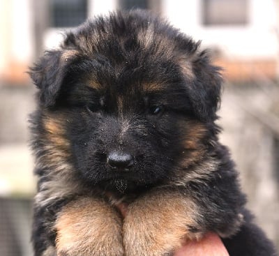 Les chiots de Berger Allemand Poil Long