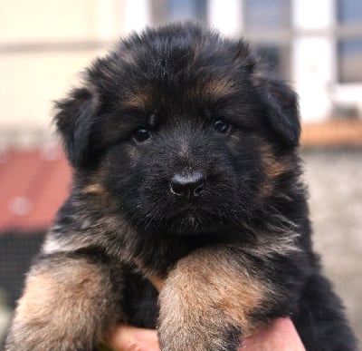 Les chiots de Berger Allemand Poil Long