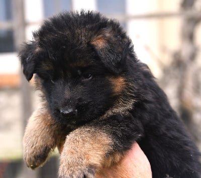 Les chiots de Berger Allemand Poil Long