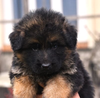 Les chiots de Berger Allemand Poil Long