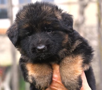 Les chiots de Berger Allemand Poil Long