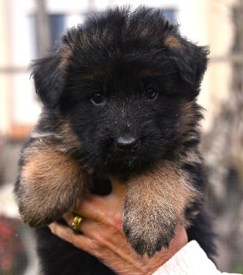 Les chiots de Berger Allemand Poil Long