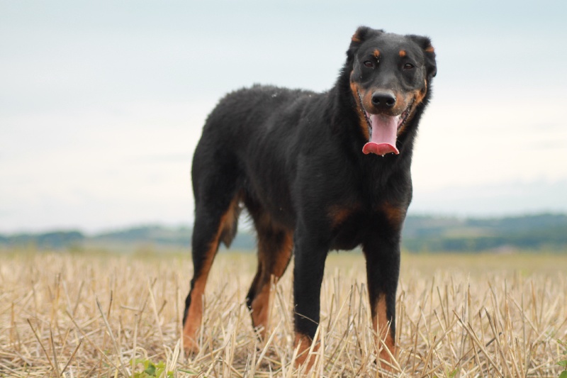 Publication : De L'eden Doslancka