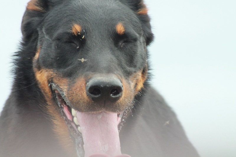 Publication : De L'eden Doslancka