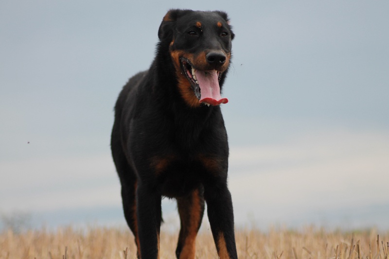 Publication : De L'eden Doslancka