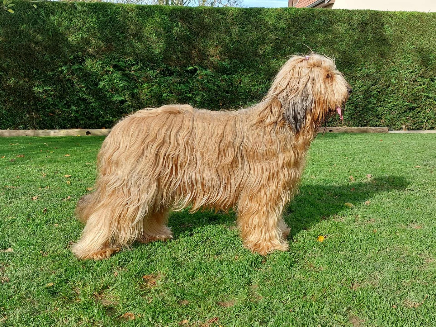 CH. Victory of the Teasing Stars