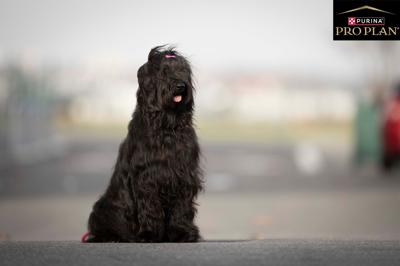 Venusse black De La Baie D'adonis