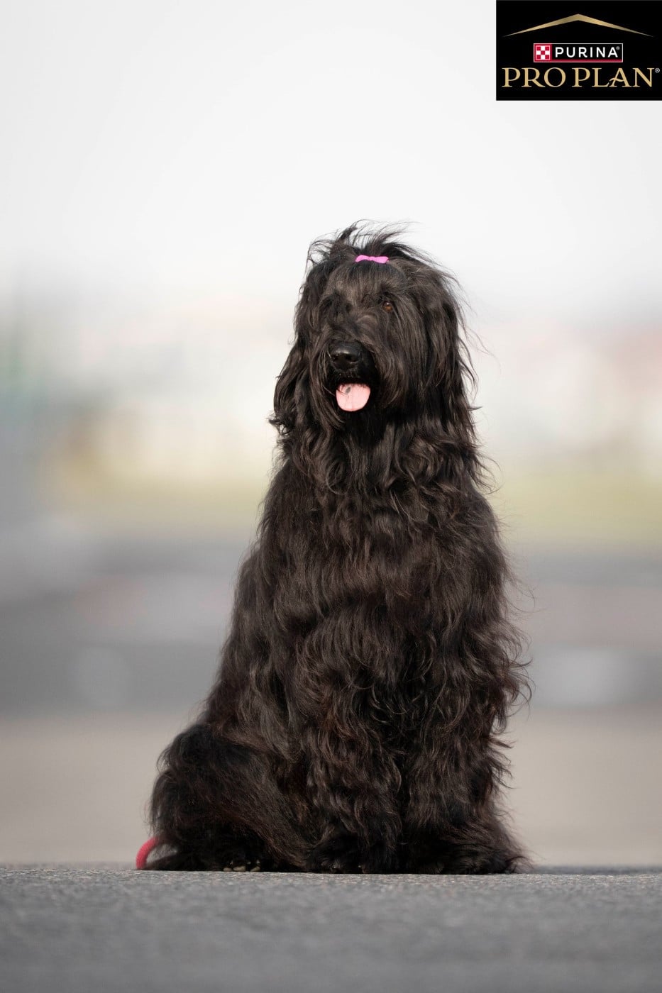 Venusse black De La Baie D'adonis