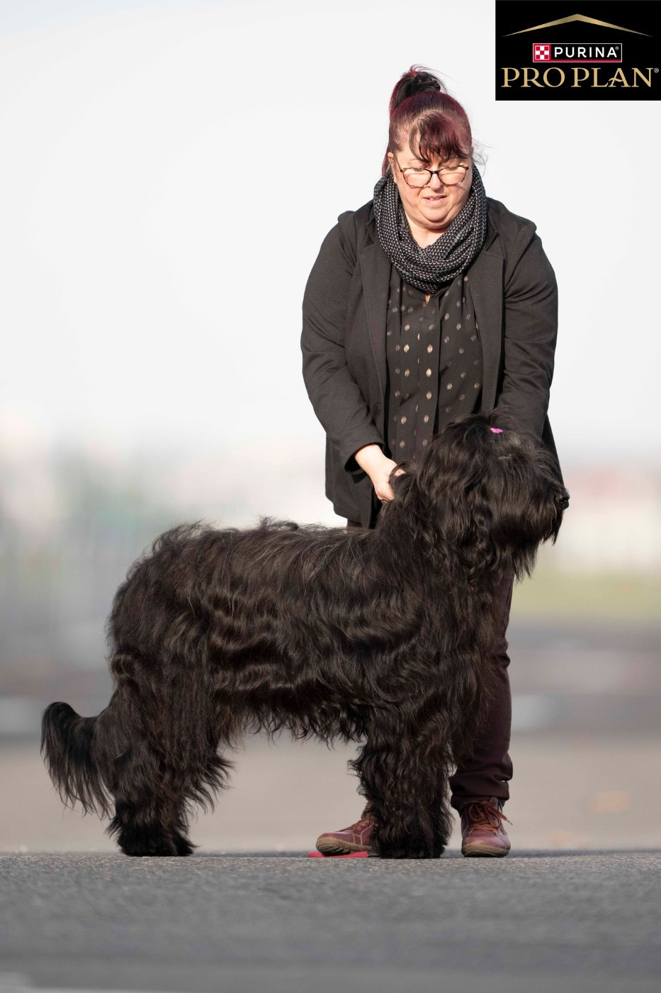 Venusse black De La Baie D'adonis