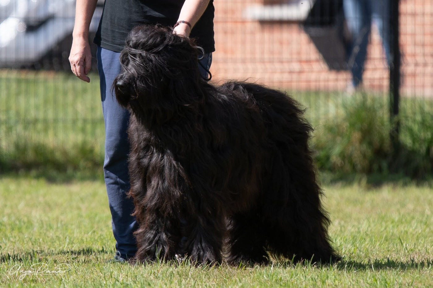 Venusse black De La Baie D'adonis - 1 ere cacs