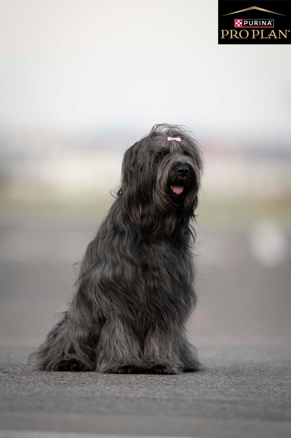 CH. Tipsy noire De La Baie D'adonis - CACIB MEILLEUR DE SEXE OPPOSE QUALIFIE CRUFT 2027