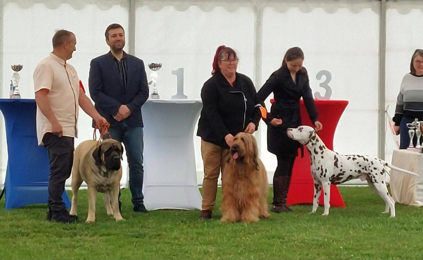 CH. Victory of the Teasing Stars - Meilleure de race, Meilleure championne, Best in show champion, 2ème du groupe 1