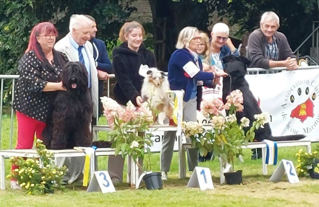 Venusse black De La Baie D'adonis - meilleur jeune, meilleur de race et 3 eme meilleur du groupe 1