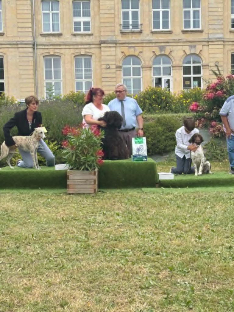 Venusse black De La Baie D'adonis - meilleur jeune et meilleur de race