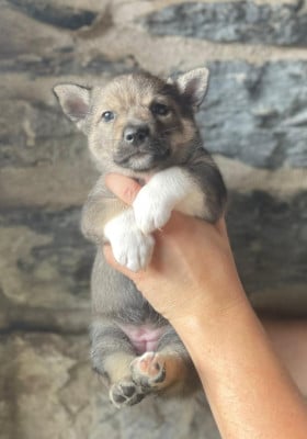 Les chiots de Spitz des Visigoths