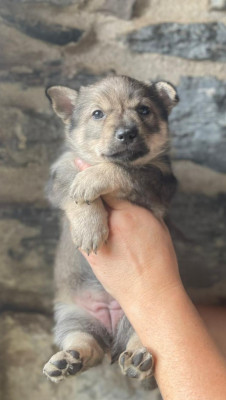 Les chiots de Spitz des Visigoths