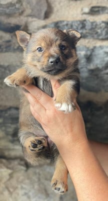 Les chiots de Spitz des Visigoths