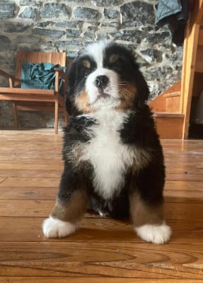 Les chiots de Bouvier Bernois