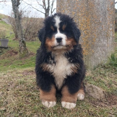 Les chiots de Bouvier Bernois