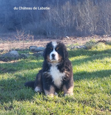 Les chiots de Bouvier Bernois