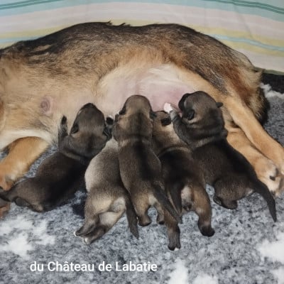 Les chiots de Spitz des Visigoths