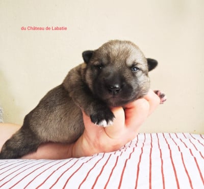 Les chiots de Spitz des Visigoths