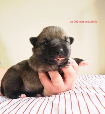 Les chiots de Spitz des Visigoths