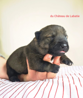 Les chiots de Spitz des Visigoths