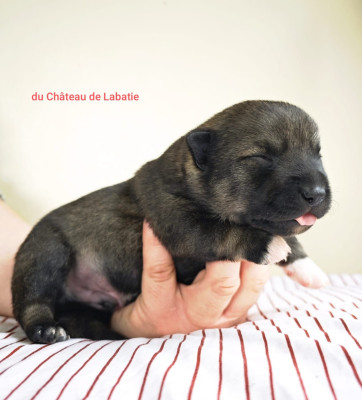 Les chiots de Spitz des Visigoths