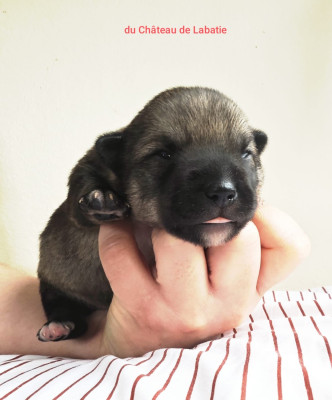 Les chiots de Spitz des Visigoths